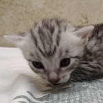 Silver-mau-Male-DOB 8-7-24