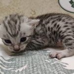 Silver-mau-Male-DOB 8-7-24