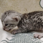 Silver-mau-Male-DOB 8-7-24