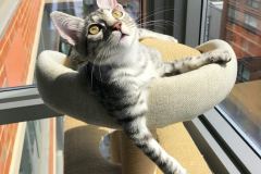 Mick Egyptian Mau, Silver Male #2 Dark DOB 1-22-17