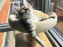 Mick Egyptian Mau, Silver Male #2 Dark DOB 1-22-17