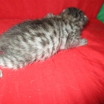 Egyptian Mau, silver Male #2 Darker DOB 1-22-17