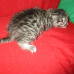 Egyptian Mau, silver Male #2 Darker DOB 1-22-17