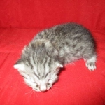 Egyptian Mau, silver Male #2 Darker DOB 1-22-17