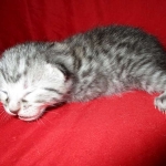 Egyptian Mau, silver Male #2 Darker DOB 1-22-17