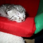 Egyptian Mau, silver Male #2 Darker DOB 1-22-17