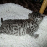 Egyptian Mau, silver Male #2 Darker DOB 1-22-17