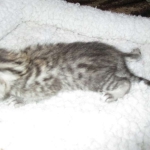 Egyptian Mau, silver Male #2 Darker DOB 1-22-17