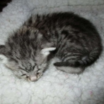 Egyptian Mau, silver Male #2 Darker DOB 1-22-17