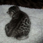 Egyptian Mau, silver Male #2 Darker DOB 1-22-17