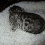 Egyptian Mau, silver Male #2 Darker DOB 1-22-17