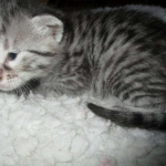 Egyptian Mau, silver Male #2 Darker DOB 1-22-17