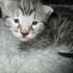 Egyptian Mau, silver Male #2 Darker DOB 1-22-17