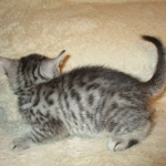 Egyptian Mau, silver Male #2 Darker DOB 1-22-17