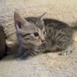 Egyptian Mau, silver Male #2 Darker DOB 1-22-17