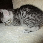 Egyptian Mau, silver Male #2 Darker DOB 1-22-17