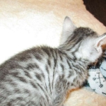 Egyptian Mau, silver Male #2 Darker DOB 1-22-17