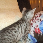Egyptian Mau, silver Male #2 Darker DOB 1-22-17