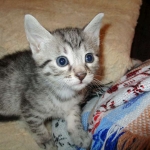 Egyptian Mau, silver Male #2 Darker DOB 1-22-17