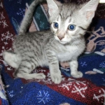 Egyptian Mau, silver Male #2 Darker DOB 1-22-17