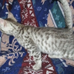 Egyptian Mau, silver Male #2 Darker DOB 1-22-17