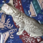 Egyptian Mau, silver Male #2 Darker DOB 1-22-17