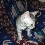 Egyptian Mau, silver Male #2 Darker DOB 1-22-17