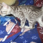 Egyptian Mau, silver Male #2 Darker DOB 1-22-17