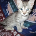 Egyptian Mau, silver Male #2 Darker DOB 1-22-17