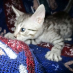 Egyptian Mau, silver Male #2 Darker DOB 1-22-17