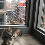 Mick, Egyptian Mau, silver Male #2 Darker DOB 1-22-17