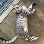 Mick, Egyptian Mau, silver Male #2 Darker DOB 1-22-17