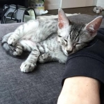 Mick, Egyptian Mau, silver Male #2 Darker DOB 1-22-17