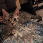 Mick, Egyptian Mau, silver Male #2 Darker DOB 1-22-17