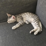 Mick, Egyptian Mau, silver Male #2 Darker DOB 1-22-17