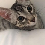 Mick, Egyptian Mau, silver Male #2 Darker DOB 1-22-17