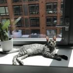 Mick, Egyptian Mau, silver Male #2 Darker DOB 1-22-17