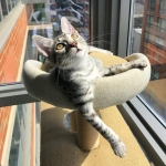 Mick, Egyptian Mau, silver Male #2 Darker DOB 1-22-17