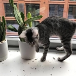 Mick, Egyptian Mau, silver Male #2 Darker DOB 1-22-17