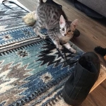 Mick, Egyptian Mau, silver Male #2 Darker DOB 1-22-17