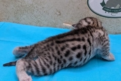 Egyptian Mau Silver Male Kitten #2 DOB 1-24-26