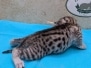 Egyptian Mau Silver Male Kitten #2 DOB 1-24-26