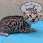 Silver-Male-Mau-Kitten-