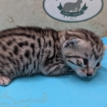 Silver-Male-Mau-Kitten-a