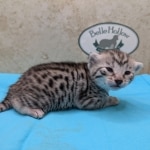 Silver-Male-Mau-Kitten-b