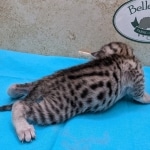 Silver-Male-Mau-Kitten-c