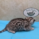 Silver-Male-Mau-Kitten-d