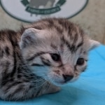 Silver-Male-Mau-Kitten-e