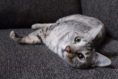 Sudi Egyptian Mau silver male #2 DOB 10-16-14