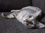 Sudi Egyptian Mau silver male #2 DOB 10-16-14